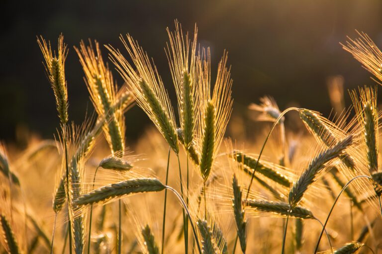 Limagrain